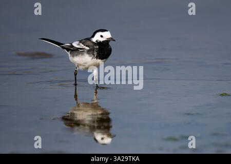 Rattenbachtelfischen am Rande der Lagune Stockfoto