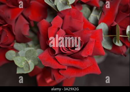 Schließen Sie rote Rosenknospen mit Eukalyptuszweigen. Blumenarrangements. Tapete, Hintergrund, Cover, Grußkarte, für Design Stockfoto