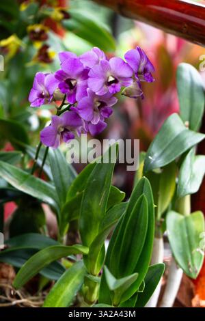 Wunderschöne Magenta-Orchideen gedeihen inmitten von üppigem Grün in Thailands üppiger Umgebung. Stockfoto
