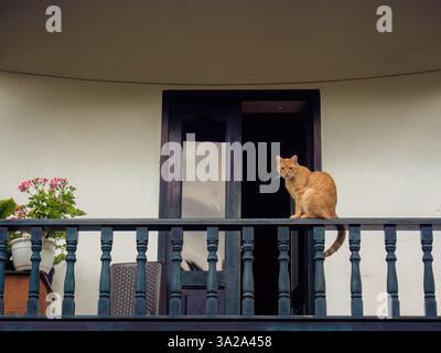 Eine Ingwerkatze, die auf der Holzschiene eines fast leeren Balkons sitzt, in einem Haus der Kolonialstadt Villa de Leyva im Zentrum Kolumbiens. Stockfoto