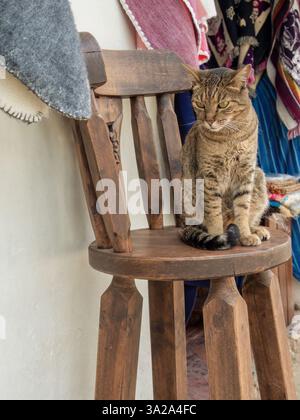 Eine gemischte Katze sitzt auf einem alten rustikalen Holzstuhl am Eingang eines Souvenirgeschäfts in der Kolonialstadt Villa de Leyva in Kolumbien. Stockfoto