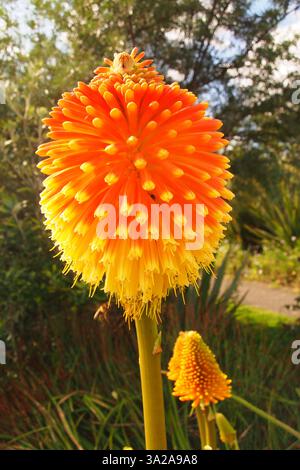 Eine Kniphofia Rooperi, Red Hot Poker Blume in voller Blüte, zeigt die schöne symetrische Form und leuchtende Rot-, Orange- und Gelbtöne Stockfoto