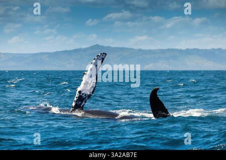 Buckelwal springt aus dem Wasser in der Karibik, Samana Island, Dominikanische Republik Stockfoto