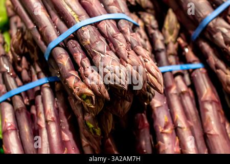 Eine Nahaufnahme von mehreren Bündeln purpurnen Spargels, die auf einem lokalen Bauernmarkt zu sehen sind. Stockfoto