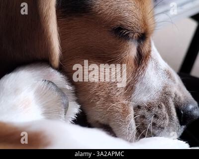 Beagle Porträt des Hundes, schlafender Hund Stockfoto