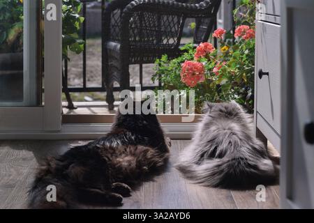 Zwei Katzen liegen auf einem Boden vor der offenen Balkontür und genießen im Sommer Sonnenschein Stockfoto