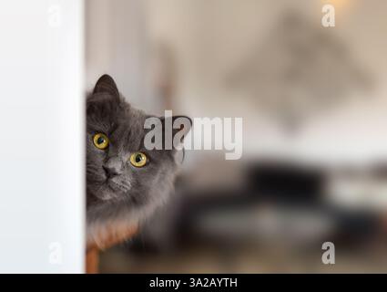 Niedliche graue Katze mit gelben Augen, die aus einer Ecke eines Zimmers herausragen Stockfoto