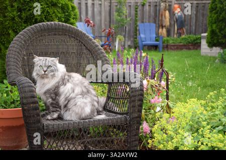 Graue, flauschige persische Chinchilla-Katze, die auf einem Terrassensessel in einem Garten im Garten sitzt und die Kamera betrachtet Stockfoto