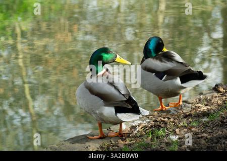 Wetter in Großbritannien, 12. März 2025: Am Oxford Canal, nahe dem Isis Lock, pflegen zwei männliche Stockenten ihre Federn am Kanalufer, wenn die Sonne scheint. Wechselhaftes Wetter zieht über England -- eine Stunde früher war der Hagel gefallen. Die Temperaturen bleiben für den Rest der Woche niedrig. Quelle: Anna Watson/Alamy Live News Stockfoto