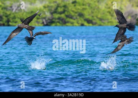 Galapagos Brown Noddies (Common Noddy), Anous stolidus galapagensis, tauchen Sie nach kleinen Fischen im Ozean auf Santa Cruz Island, Galápagos Nationalpark, EC Stockfoto