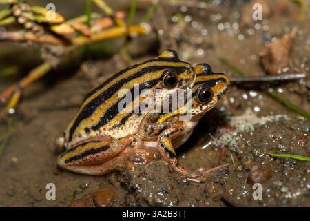 Ein niedlicher gemalter Schilffrosch (Hyperolius marmoratus marmoratus), auch bekannt als marmorierter Schilffrosch, in Amplexus Stockfoto