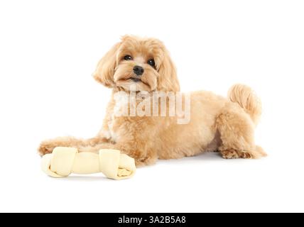 Süßer Hund mit Kauknochen auf weißem Hintergrund Stockfoto