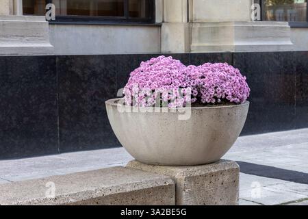 Chrysanthemenblumen im Blumenbeet auf der Straße im Herbst Stockfoto
