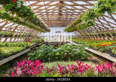 Gemischte Pflanzen, die in Behältern wachsen, und Petunenblüten in hängenden Körben im Gewächshaus im Frühjahr, Quebec, Kanada Stockfoto