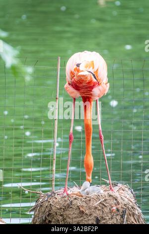 Ein neugeborenes Baby Rosa Flamingo, Phoenicopterus roseus, ist von seiner Mutter voll versorgt Stockfoto