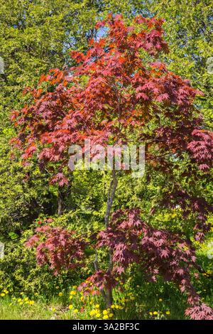 Acer palmatum 'Atropurpureum' - Japanischer Ahornbaum im Frühjahr, Quebec, Kanada Stockfoto