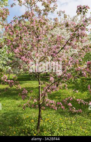 Malus 'Makamik' - Krabbenapfelbaum mit rosafarbenen Blüten im Frühjahr, Montreal Botanical Garden, Quebec, Kanada. Stockfoto