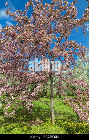 Malus 'Red Splendor' - Apfelbaum mit roten und rosa Blüten im Frühling, Botanischer Garten Montreal, Quebec, Kanada. Stockfoto