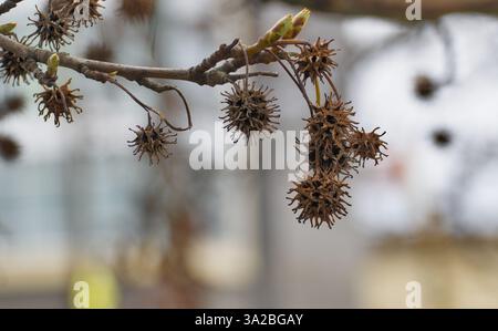 Amerikanische Süßgumfrüchte (Liquidambar styraciflua) in Seattle im März Stockfoto