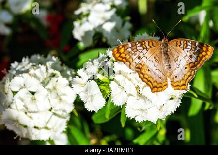 Weiß mit braunen Markierungen und orangefarbenen Rändern weißer PfauenSchmetterling mit Flügeln, die auf weißen Blumen in der Sonne aufliegen. Anartia jatrophae Stockfoto