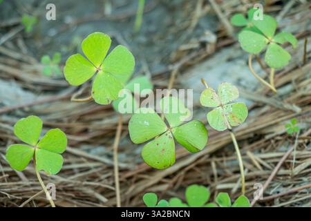 Kleine Wasserklee, Marsilea minuta Blatt, ist eine seltene Variante des gewöhnlichen dreiblättrigen Klees. Es wird traditionell als Symbol für Glück angesehen Stockfoto