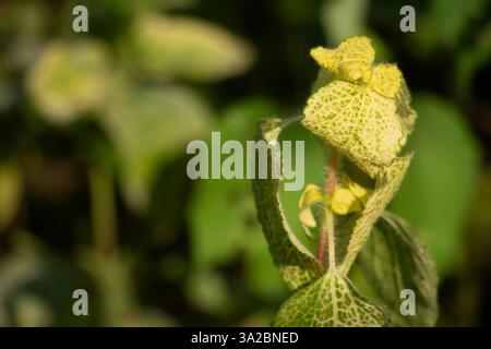 Tropisches Weißgras. Blüten klein, flauschig, weiß bis blassviolett, in Clustern. Hinterlässt Oval bis lanzenförmig, behaart. Früchte winzig, schwarze Achenen Stockfoto