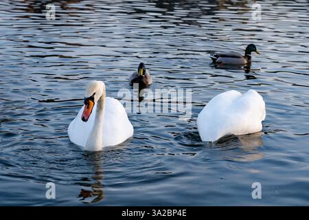 Zwei elegante Schwäne gleiten über das ruhige Wasser eines Sees, begleitet von einer Stockente. Die untergehende Sonne wirft ein warmes Licht über die ruhige Szene, c Stockfoto