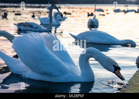 Eine Gruppe eleganter Schwäne schweben auf einem friedlichen See, während die Sonne untergeht und ein warmes Leuchten ausstrahlt. Ihre ruhigen Bewegungen erzeugen Kräuselungen auf der Wasseroberfläche. Stockfoto