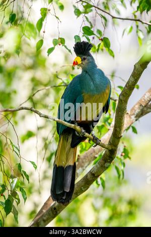 Great Blue Turaco - Corythaeola cristata, schöner, großfarbiger Vogel aus afrikanischen Wäldern und Wäldern, Entebbe, Uganda. Stockfoto