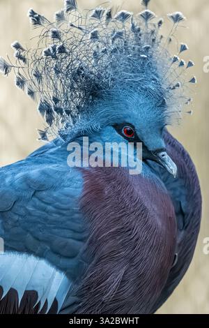 Victoria gekrönte Taube (Goura victoria) mit elegantem blauem Spitzenwappen im Birmingham Zoo in Birmingham, Alabama. (USA). Stockfoto