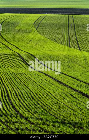 Auf einem weiten Feld wachsen die Pflanzen von hellgrünen jungen Maissprossen in ordentlichen Reihen. Die gesunden Pflanzen dehnen sich so weit das Auge reicht. Auvergne. Frankreich Stockfoto