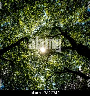 Sonnenlicht, das durch üppiges grünes Laub gefiltert wird, schafft eine ruhige Atmosphäre in einem bewaldeten Gebiet Stockfoto