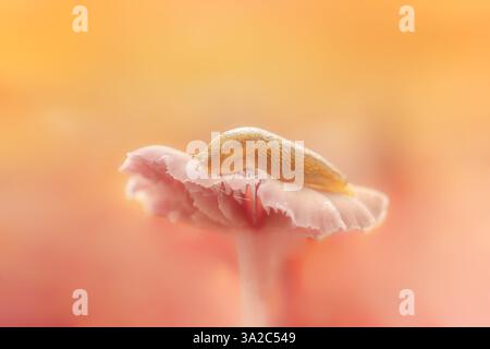 Eine Schnecke auf einem Pilz im Herbst im Wald mit einem lebendigen und unscharfen Hintergrund - ein Makrobild Stockfoto
