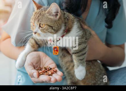 Frau, die mit einer süßen Tabbykatze sitzt, während sie drinnen durch Katzenmahlzeit ernährt. Katze füttern, Katzenfutterkonzept. Selektiver Fokus. Stockfoto