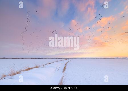 Eine ländliche Winterlandschaft mit Schnee bei Sonnenuntergang mit schönen Farben am Himmel in Groningen, Niederlande - eine kalte und gefrorene Landschaft Stockfoto