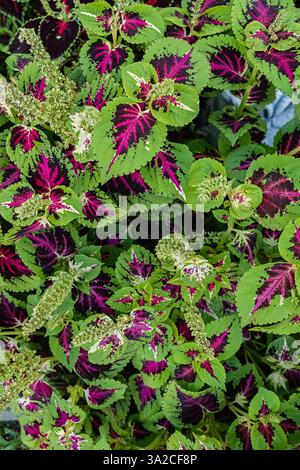 Eine Nahaufnahme lebendiger Coleus-Blätter in auffälligen lila und grünen Farben. Vertikaler Freischnitt. Stockfoto