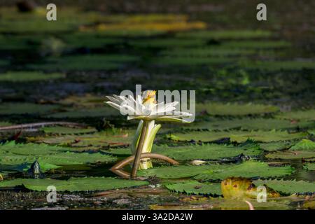 Eine einheimische Seerosenblüte auf einem Süßwasser-Feuchtteich, der von Bienen in den Centenary Lakes, einer Touristenattraktion, in Cairns, Australien bestäubt wird. Stockfoto