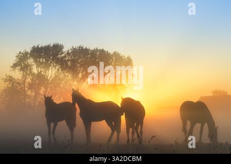 Pferde bei Sonnenaufgang im goldenen Licht auf einem Feld auf dem Land in einer ländlichen Landschaft mit hellem goldenem Sonnenlicht in Groningen Stockfoto
