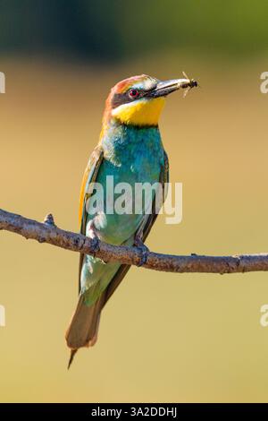 Europäischer Bienenfresser (Merops apiaster) mit Insekten im Schnabel, Nahaufnahme Porträt im natürlichen Lebensraum, Valladolid, Spanien Stockfoto