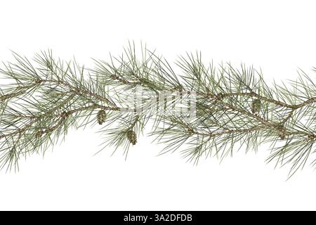 Kiefernäste in einem horizontalen nahtlosen Rand. Aquarellillustration im digitalen Stil. Tannenzapfen und grüne Tannennadeln. Fichtenzweige isoliert o Stockfoto