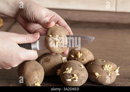 Keimkartoffeln. Der Landwirt schneidet Kartoffeln zum Anpflanzen. Stockfoto