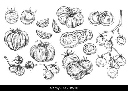 Vektor-Illustration von roten Tomaten. Auf einem Zweig, Scheiben, Paare, einzeln. Bio gesundes frisches Gemüse. Zutaten, landwirtschaftliche Erzeugnisse. Handgezeichnet Stock Vektor