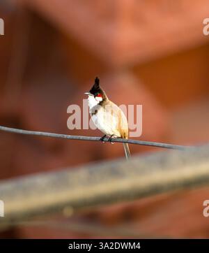 Rotbrötchenbulbul im goldenen Licht Stockfoto