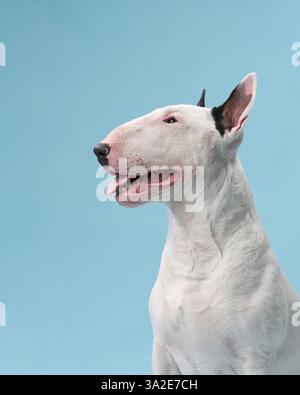 Ein Bullterrier sitzt fröhlich drinnen auf blauem Hintergrund. Der Hund hat einen fröhlichen Ausdruck, sein Mund ist offen und die Ohren sind hoch. Stockfoto