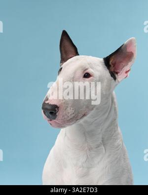 Ein Bullterrier sitzt ruhig drinnen in einem Studio. Der Hund sieht ruhig aus vor einem sanften blauen Hintergrund, der Ruhe und Ruhe ausstrahlt. Stockfoto