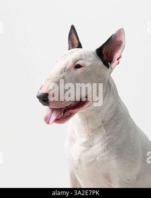 Eine Nahaufnahme eines Bullterriers darin. Der Hund hat seine Zunge heraus und die Ohren hochgehoben, was einen freudigen Ausdruck verleiht. Stockfoto