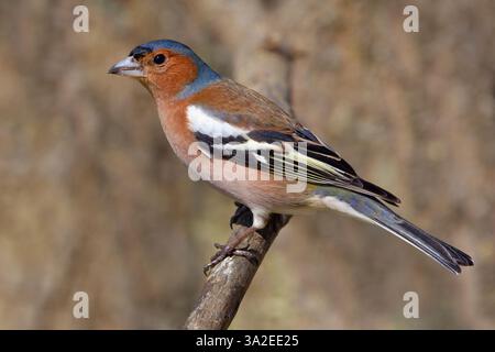 Buchinch, Eurasischer Buchinch, gewöhnlicher Buchinch (Fringilla coelebs), männlicher Ständer auf einem Ast, Seitenansicht, Italien, Toskana, Oasi La Querciola; Piana fi Stockfoto