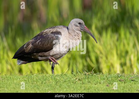 Hadeda Ibis (Bostrychia hagedash, Hagedashia hagedash), Seitenansicht eines Erwachsenen am Boden, Südafrika, Westkap Stockfoto