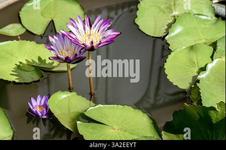 Gelbe Lotusblätter oder gelbe Lotuspollen in weiß-violetten Lotusblättern. Blühende Wasserlilie oder lila Lotusblüte mit grünen Blättern im Hintergrund Stockfoto