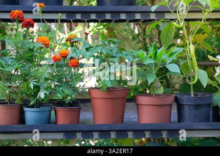 Setzlinge Ringelblumen und Tomaten in Behältern auf dem lokalen Markt im Sommer. Dekorative Topfpflanzen. Gartenladen. Verschiedene Pflanzen zur Dekoration. Stockfoto